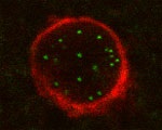 ATG5 | Autophagy protein 5 (human) in the group Antibodies Human Cell Biology / Developmental biology at Agrisera AB (Antibodies for research) (AS13 2695)